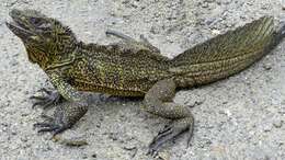 Image of Sailfin Lizard