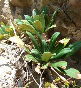 Image of Pseudoscabiosa