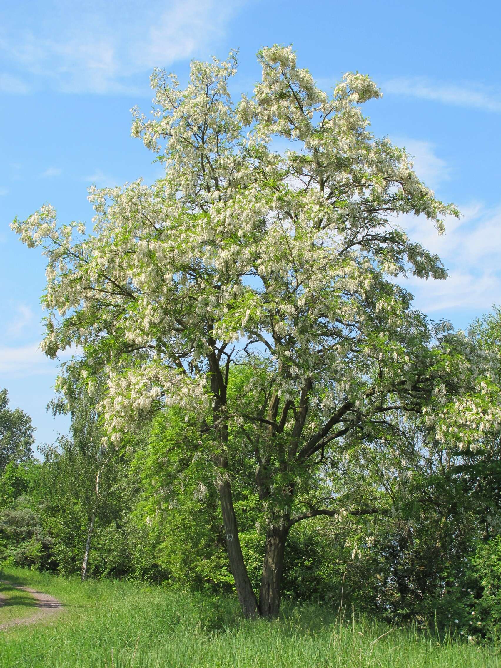 Image of black locust