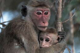 Image of Toque macaque