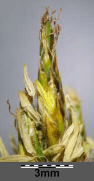 Image of quaking-grass sedge