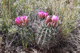 Image of Colorado hookless cactus