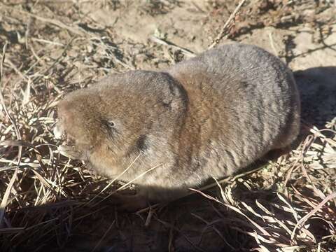 Image of Mole-rats