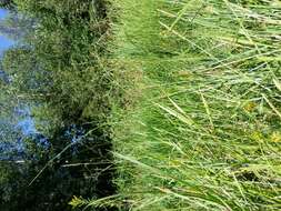 Image of flote-grass, floating sweet-grass