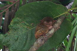 Image of Philippine tarsier