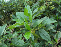 صورة Pavetta indica L.