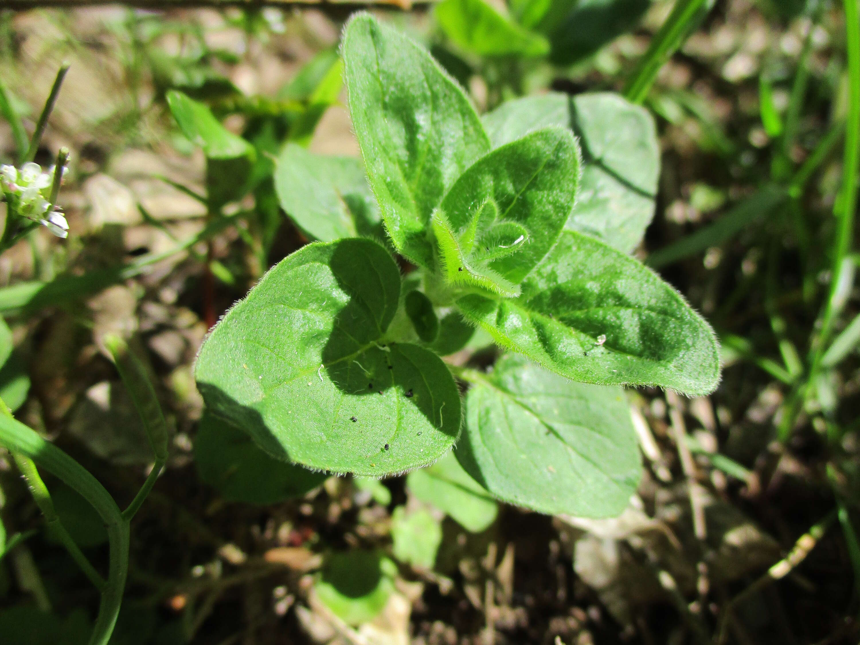 Image of oregano