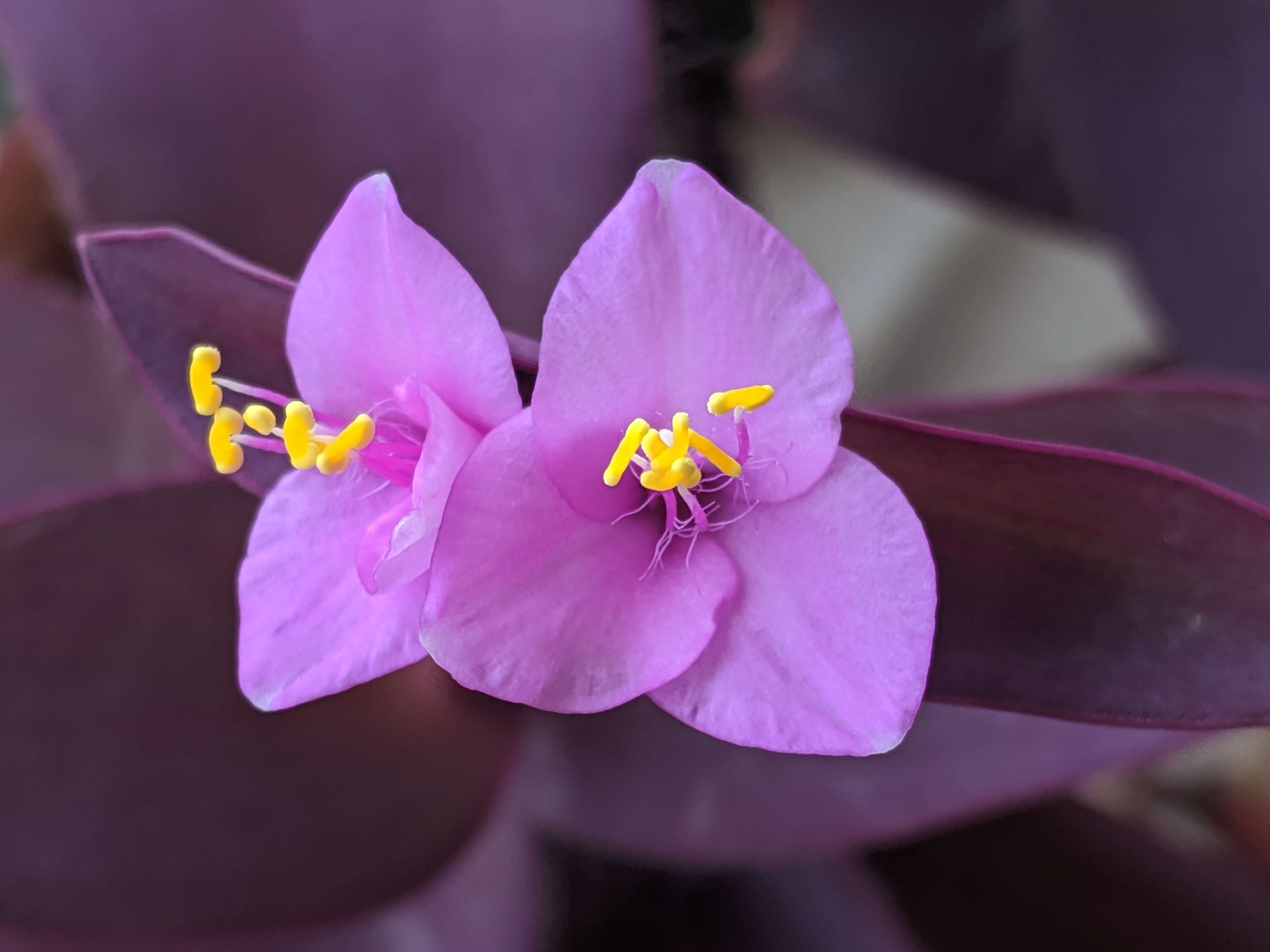 Image of purple heart