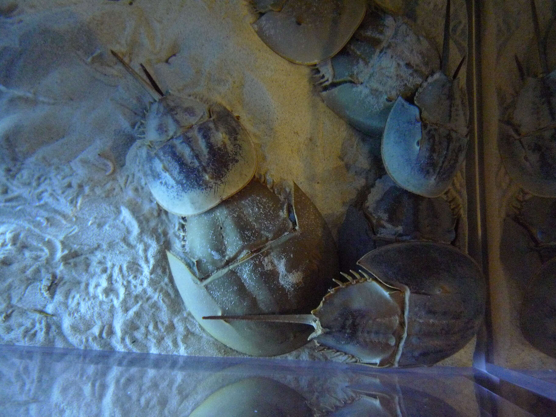 Image of Horseshoe Crab