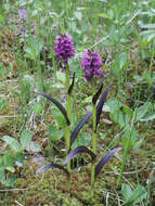 Dactylorhiza incarnata subsp. cruenta (O. F. Müll.) P. D. Sell resmi