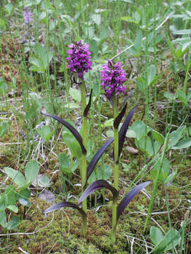 Dactylorhiza incarnata subsp. cruenta (O. F. Müll.) P. D. Sell resmi