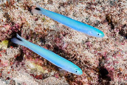 Image of Blacktail goby