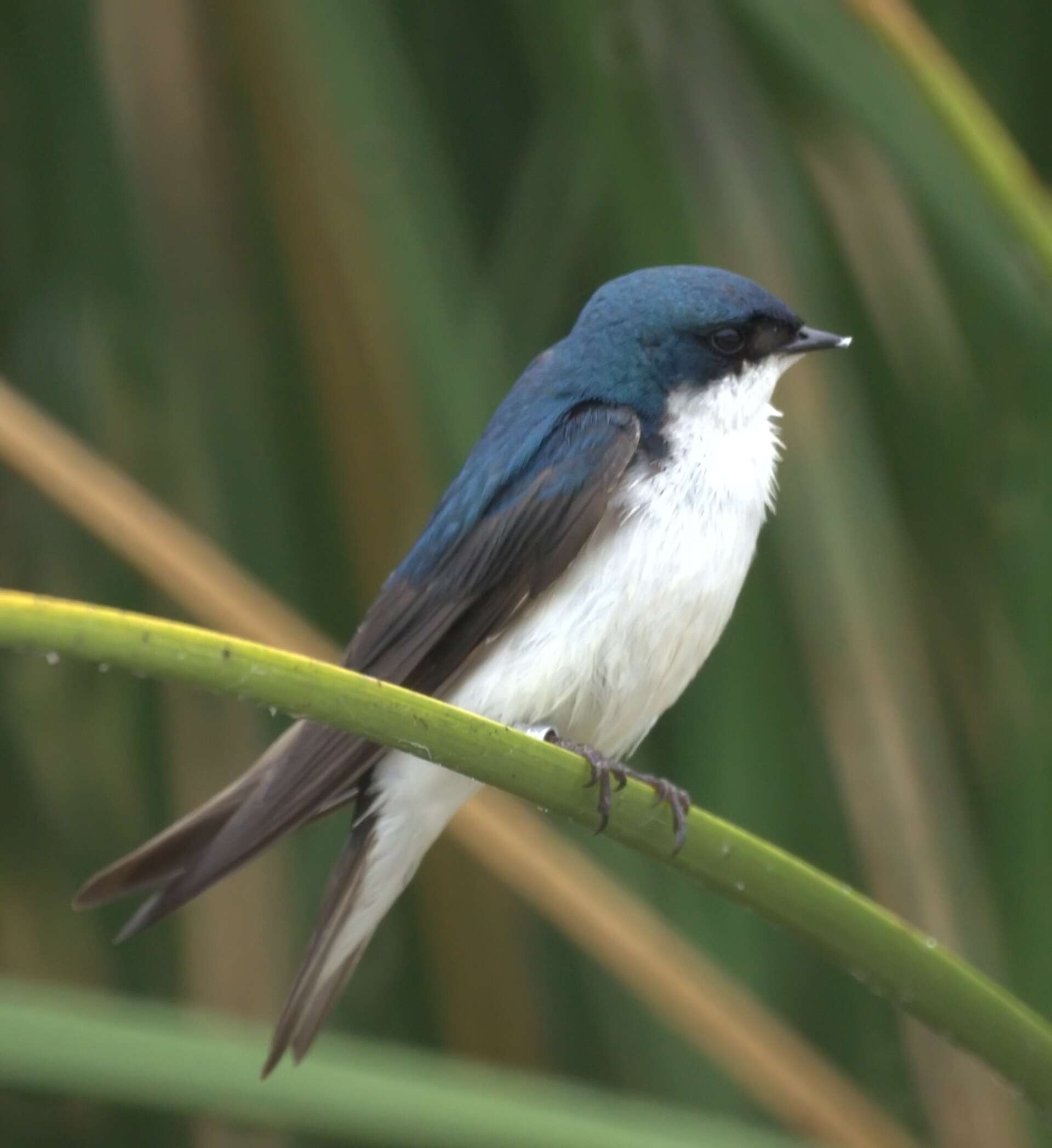 Image of Tachycineta Cabanis 1851