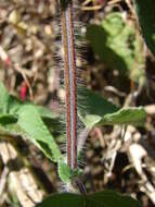 Image of Red sage