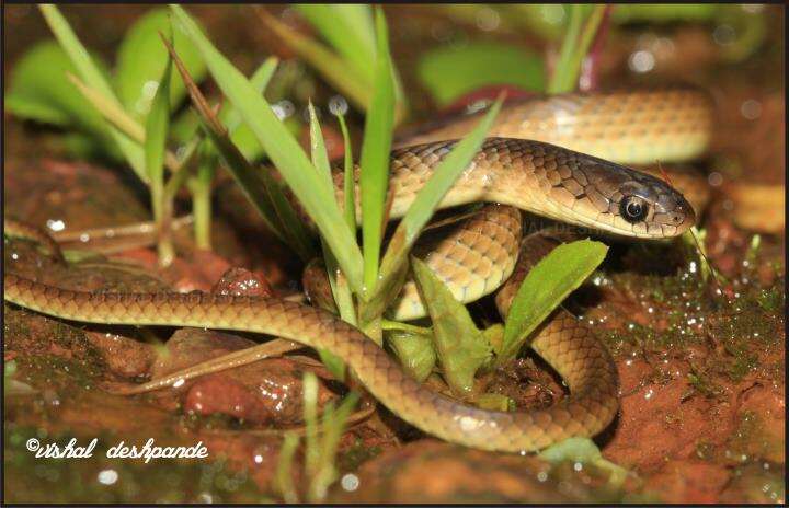 Image of Calamaria Reed Snake