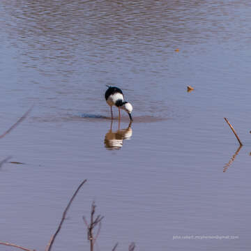 Image of Pied Stilt