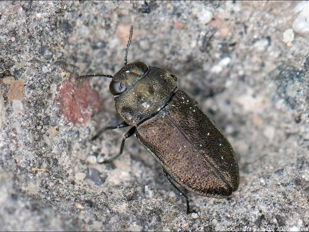 Imagem de Anthaxia quadripunctata (Linnaeus 1758)