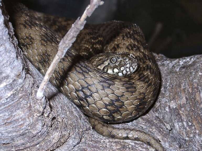 Image of Viperine Snake