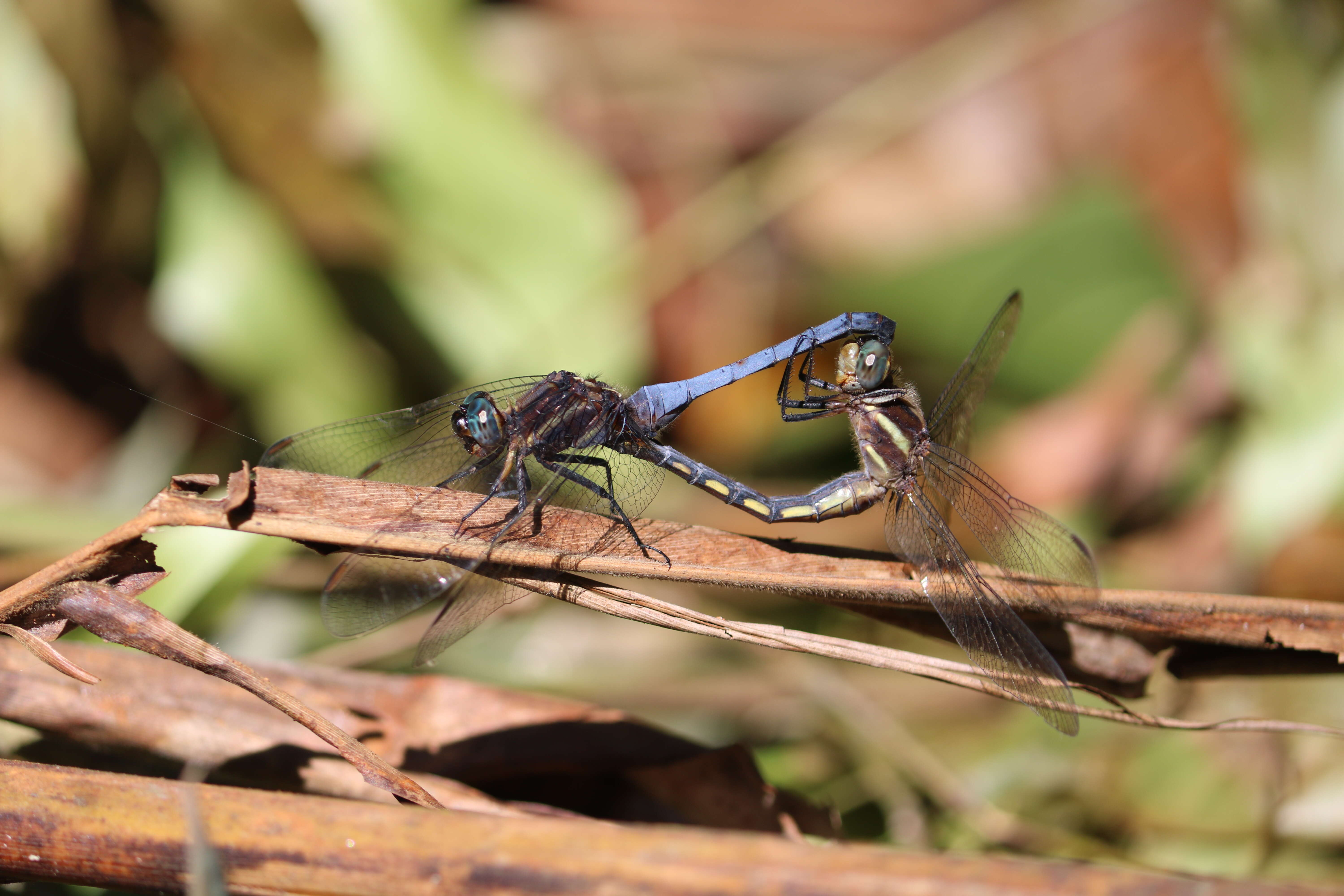 Image of blue marsh hawk