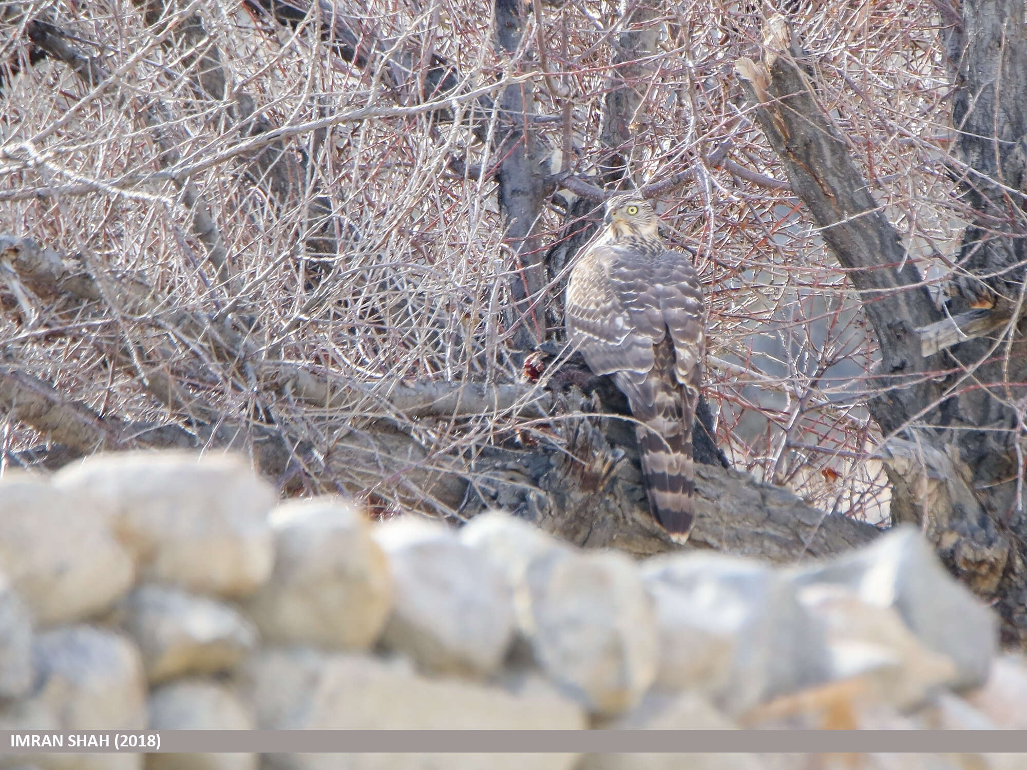 Image of Eurasian Goshawk