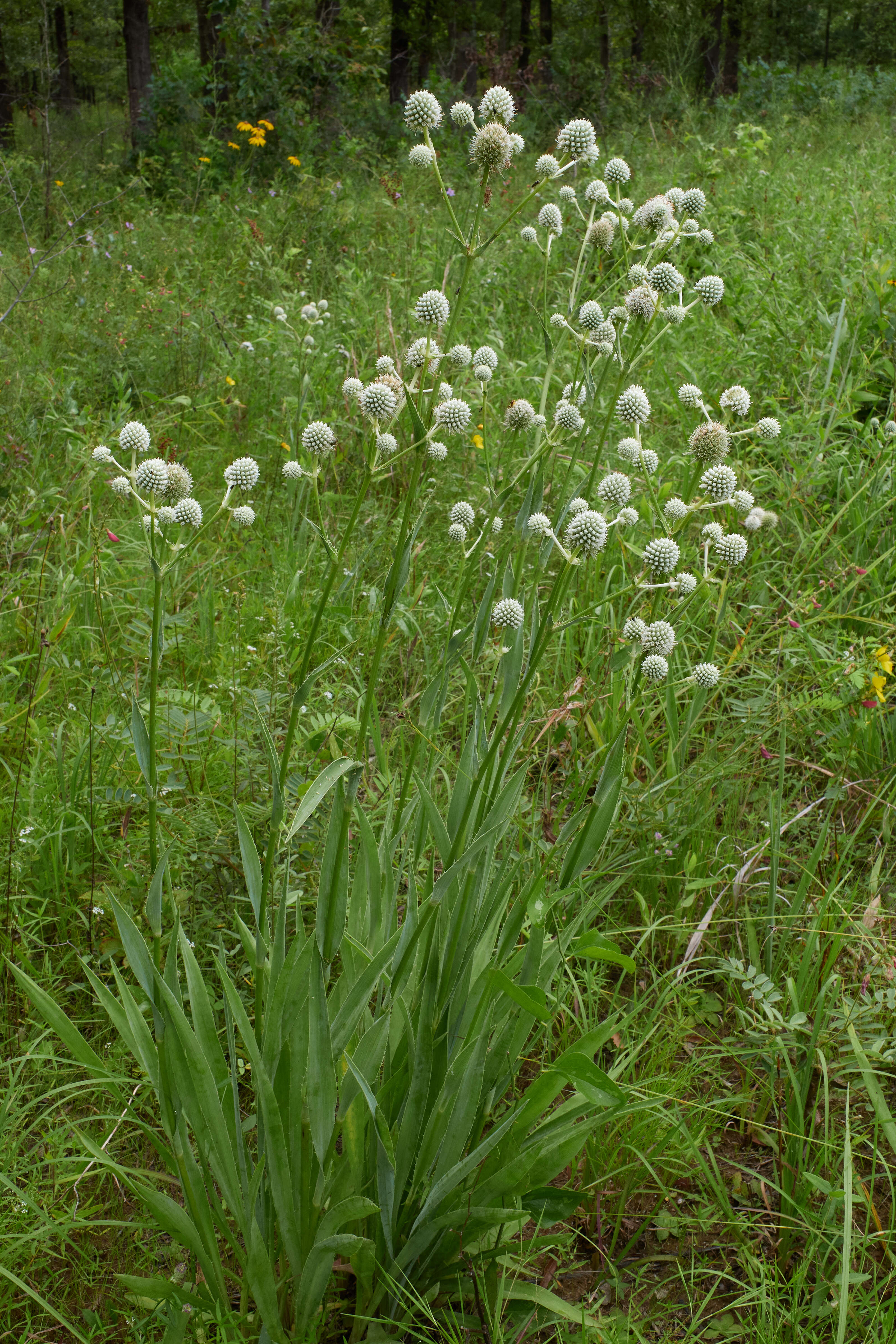 Imagem de Eryngium yuccifolium Michx.