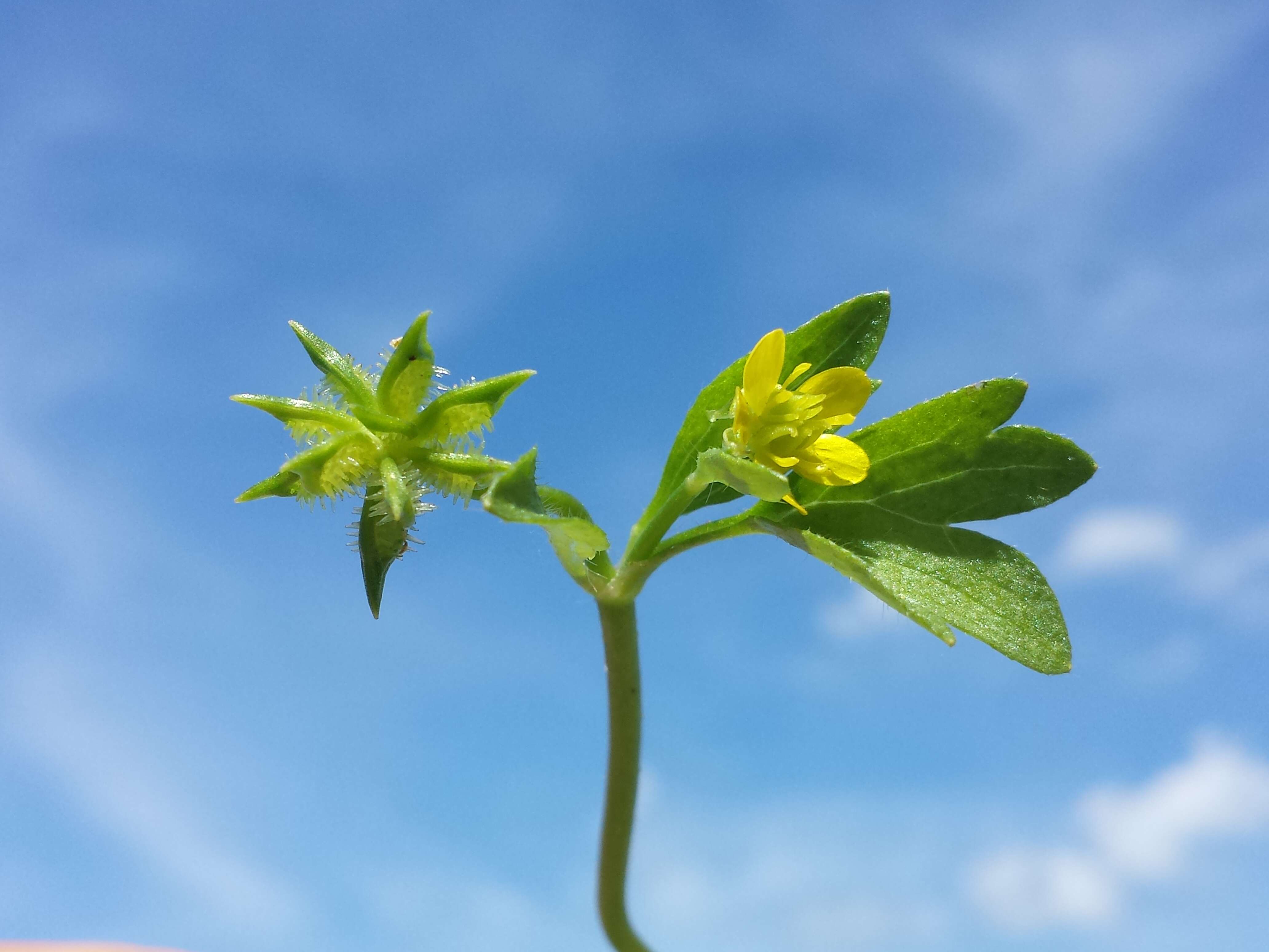 Image de Ranunculus muricatus L.