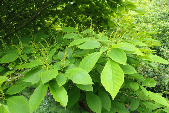 صورة Neoshirakia japonica (Siebold & Zucc.) Esser