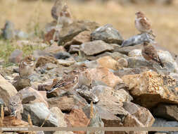 Image of Asian Crimson-winged Finch