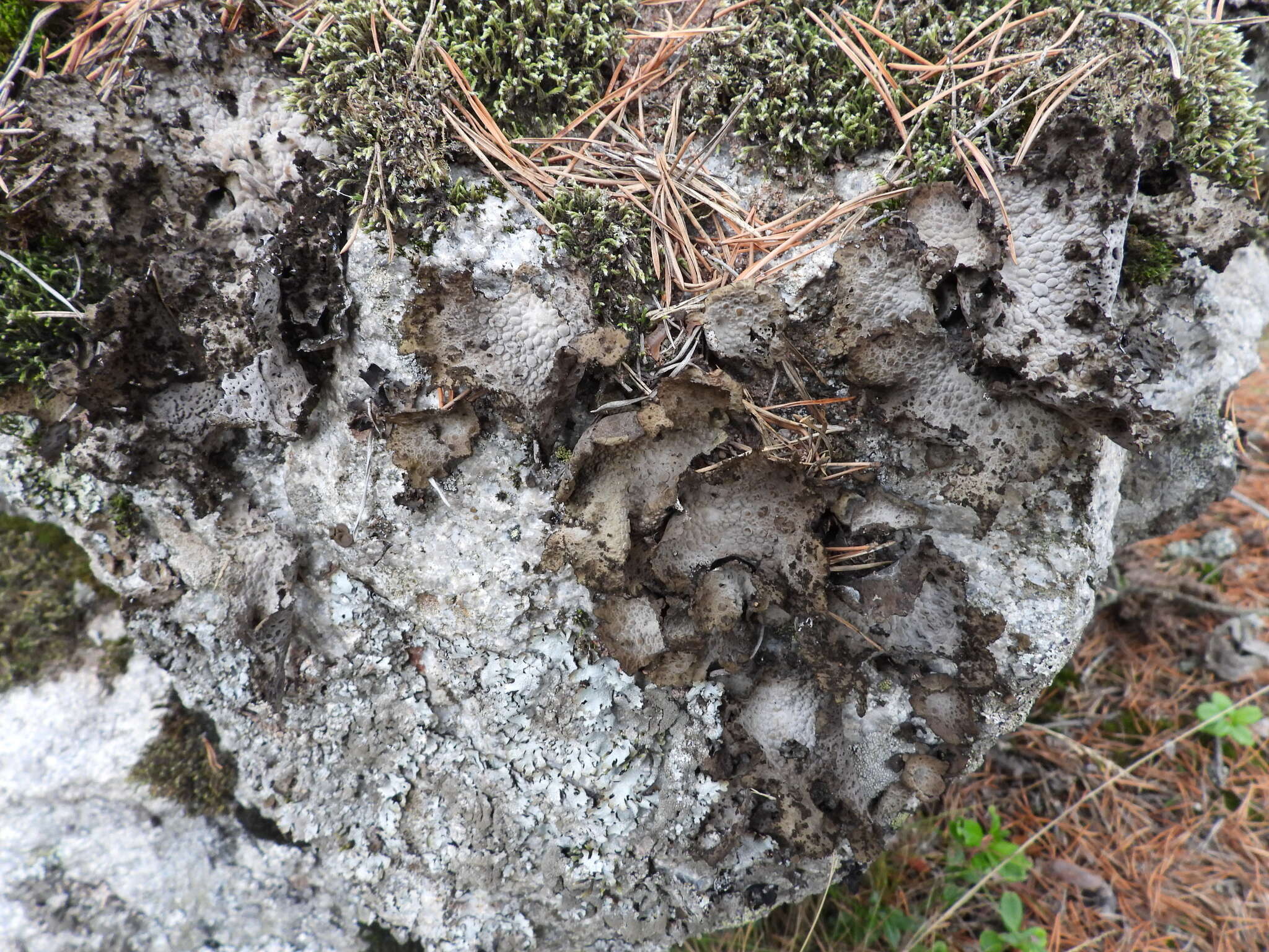 Image of blistered navel lichen