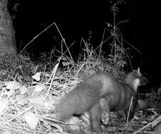 Image of European Pine Marten