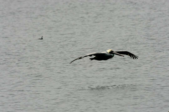 Image of Pelecanus occidentalis carolinensis Gmelin & JF 1789