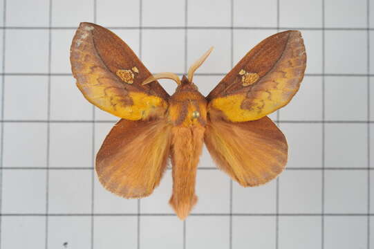 Image of Euthrix laeta Walker 1855