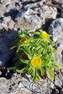 Image of Asteriscus aquaticus (L.) Less.