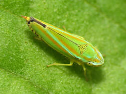 Image of Graphocephala versuta (Say 1830)