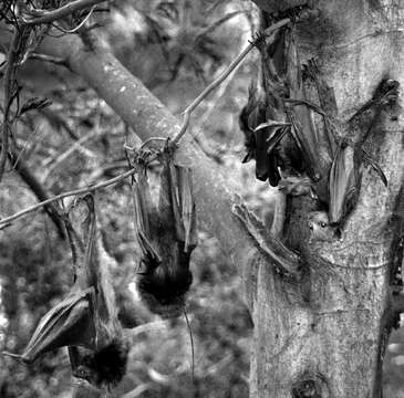 Image of Gray-headed Flying Fox