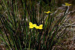 Imagem de Patersonia umbrosa Endl.