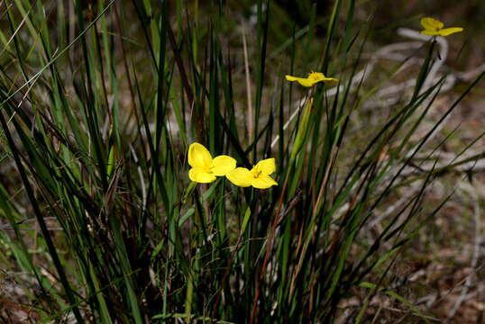 Imagem de Patersonia umbrosa Endl.