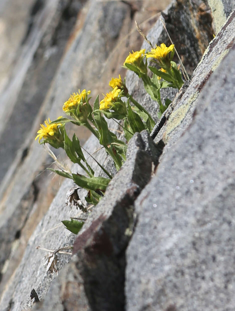 Imagem de Lorandersonia peirsonii (D. D. Keck) Urbatsch, R. P. Roberts & Neubig