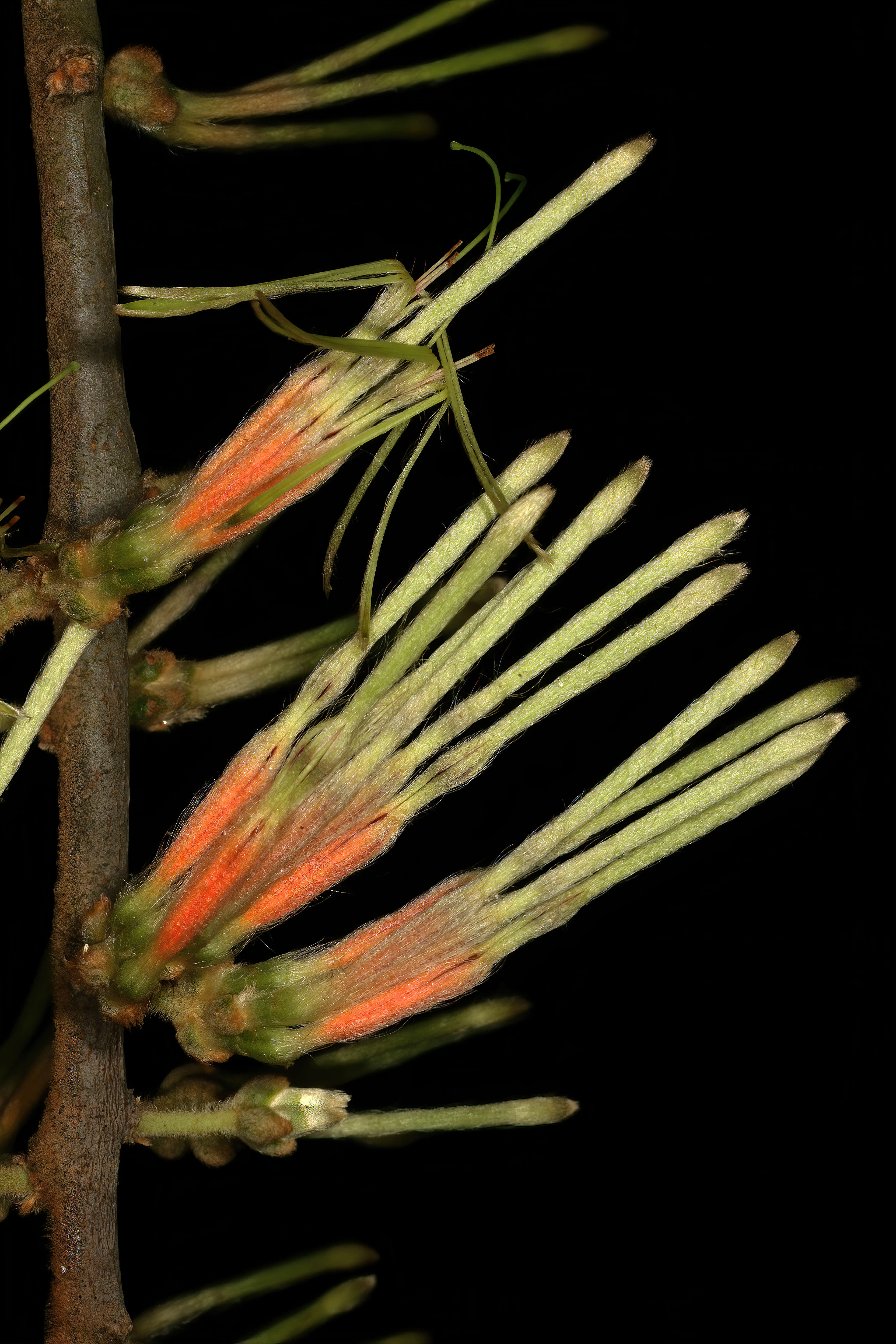 Image of Erianthemum dregei (Eckl. & Zeyh.) van Tiegh.