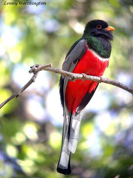 Plancia ëd Trogon elegans Gould 1834