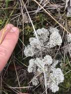 Слика од Cladonia evansii Abbayes