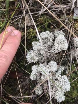 Imagem de Cladonia evansii Abbayes