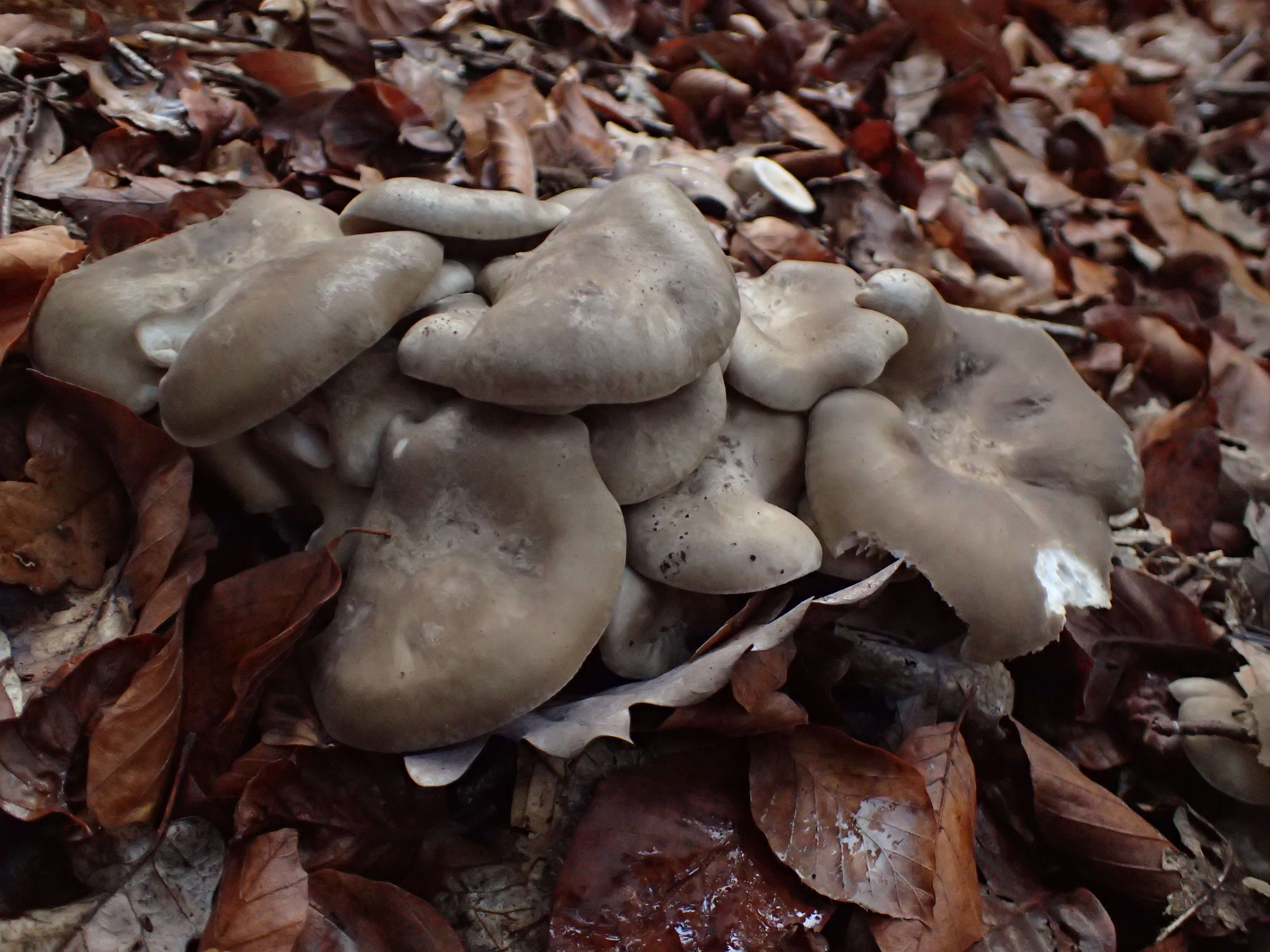 Image of Lyophyllum decastes (Fr.) Singer 1951