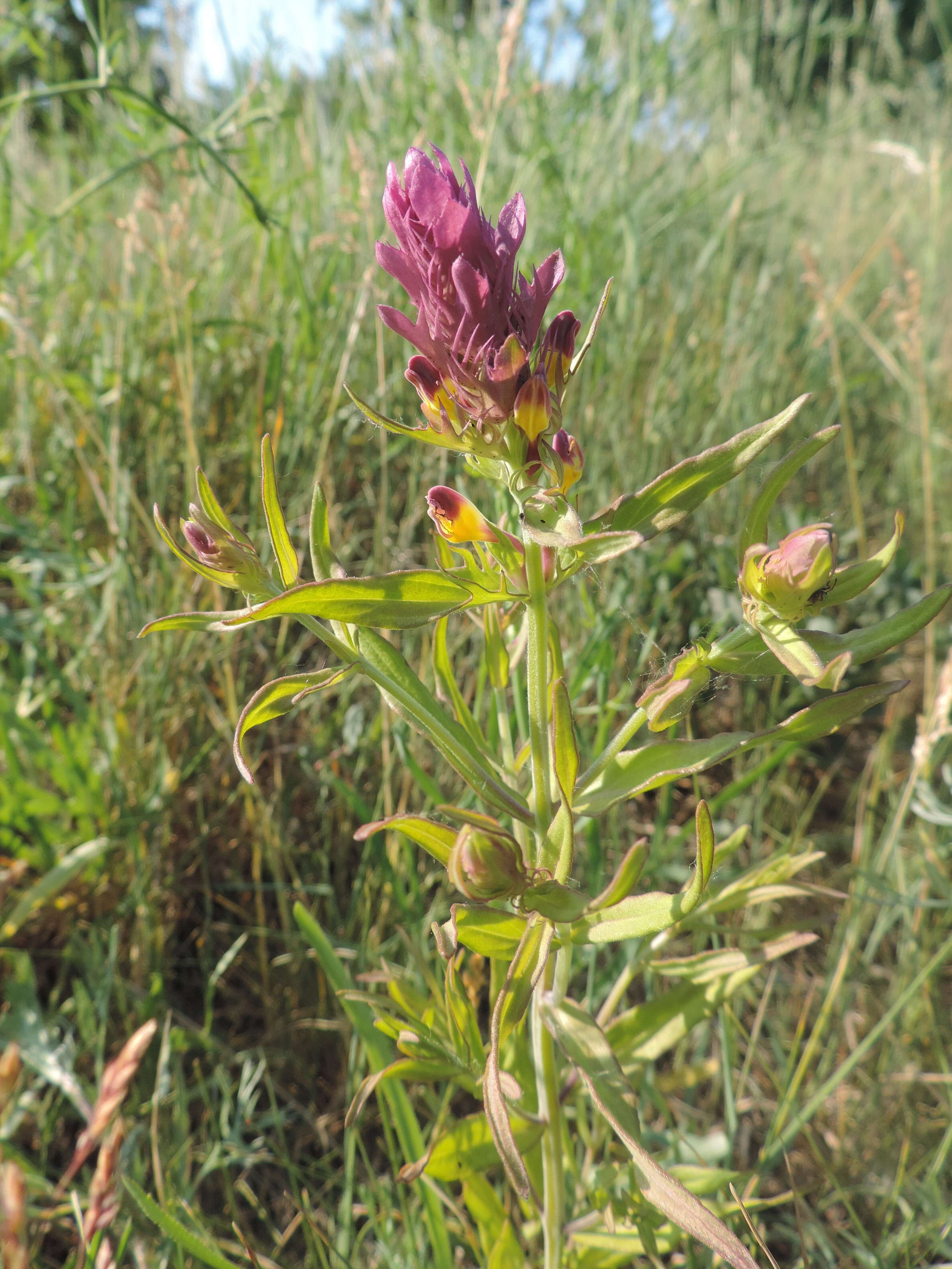 Image of Crested Cow-wheat