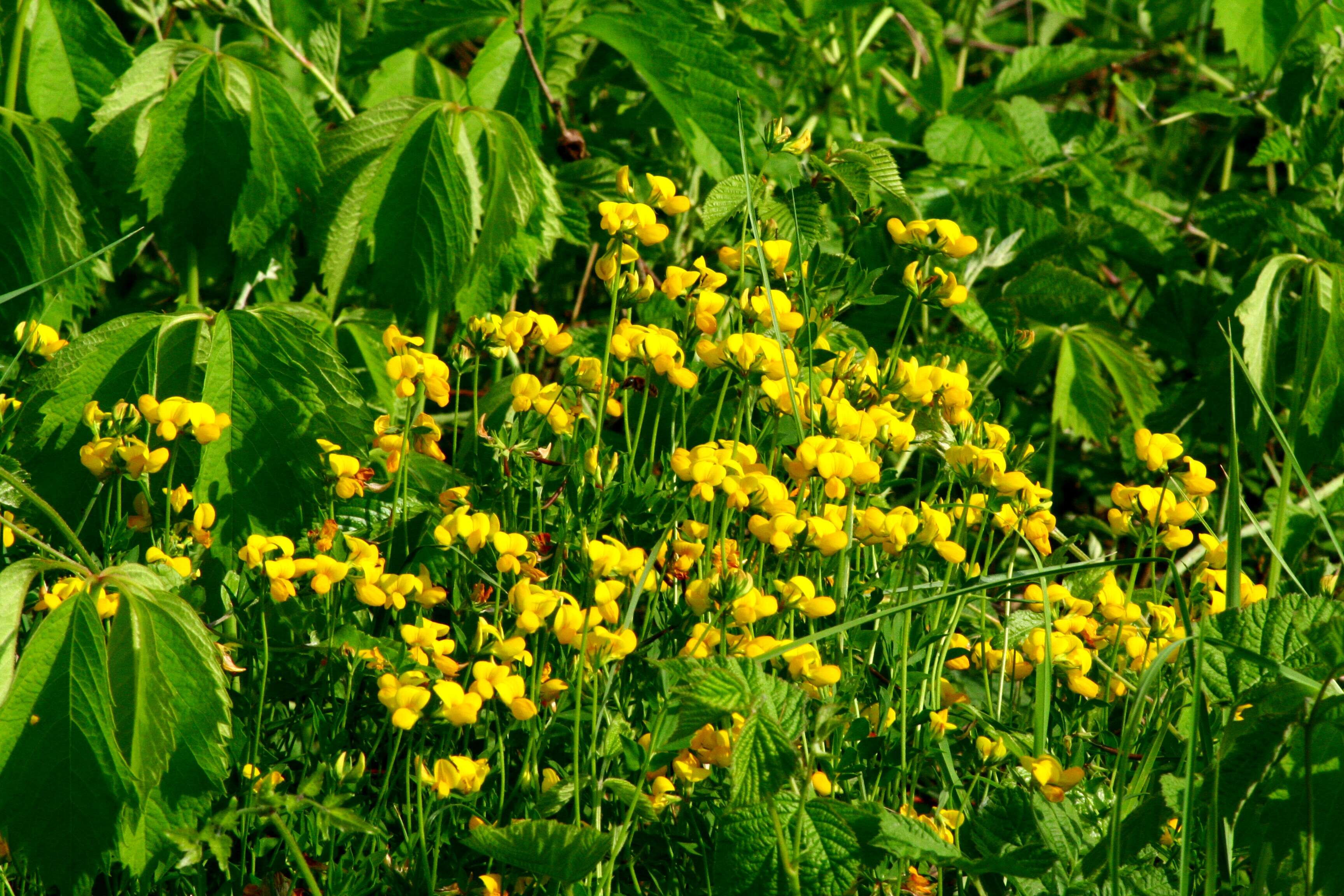 Imagem de Lotus corniculatus L.