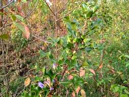 Image of Holy Mangrove