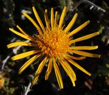 Image of Berkheya fruticosa (L.) Ehrh.