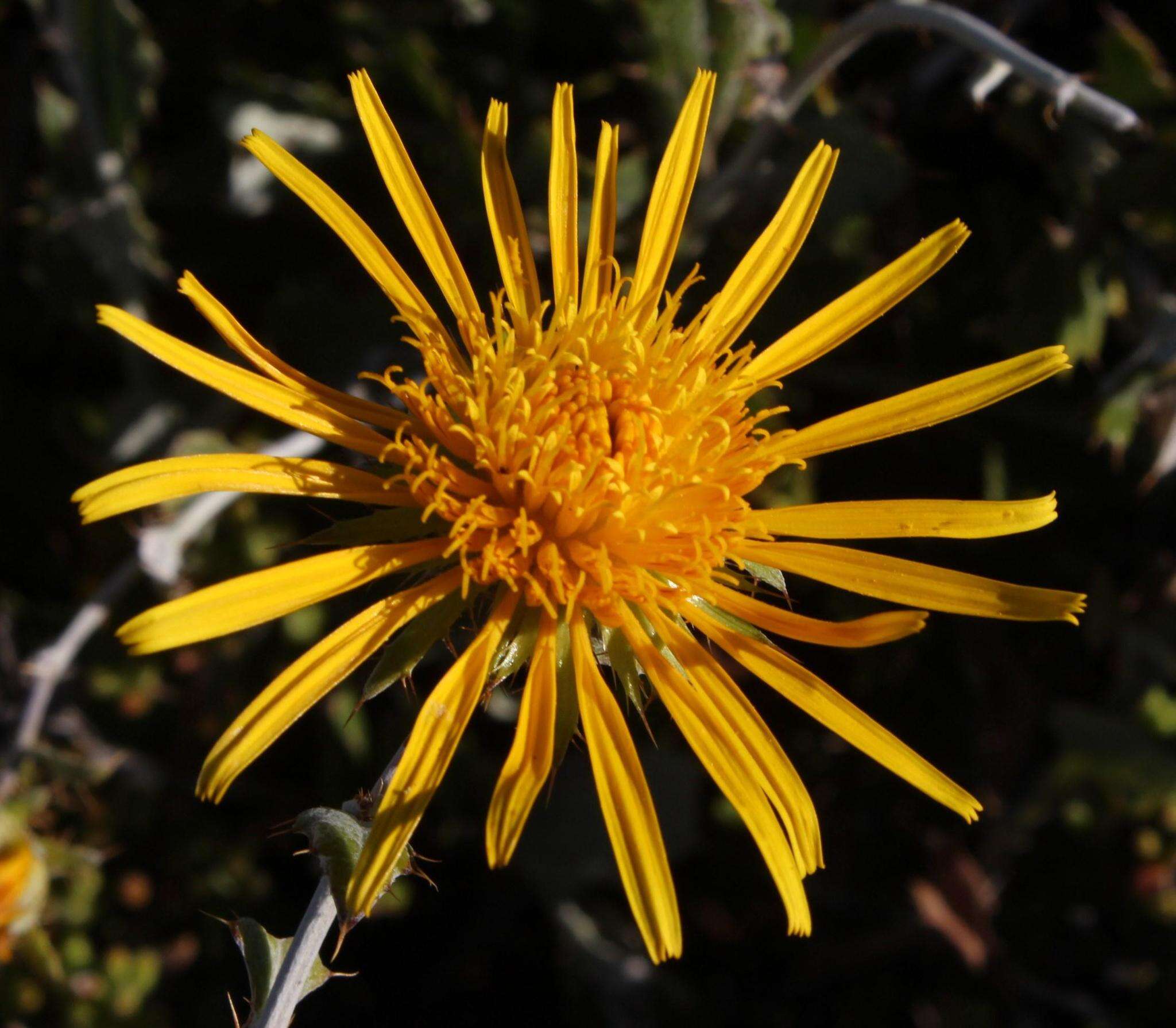 Image of Berkheya fruticosa (L.) Ehrh.