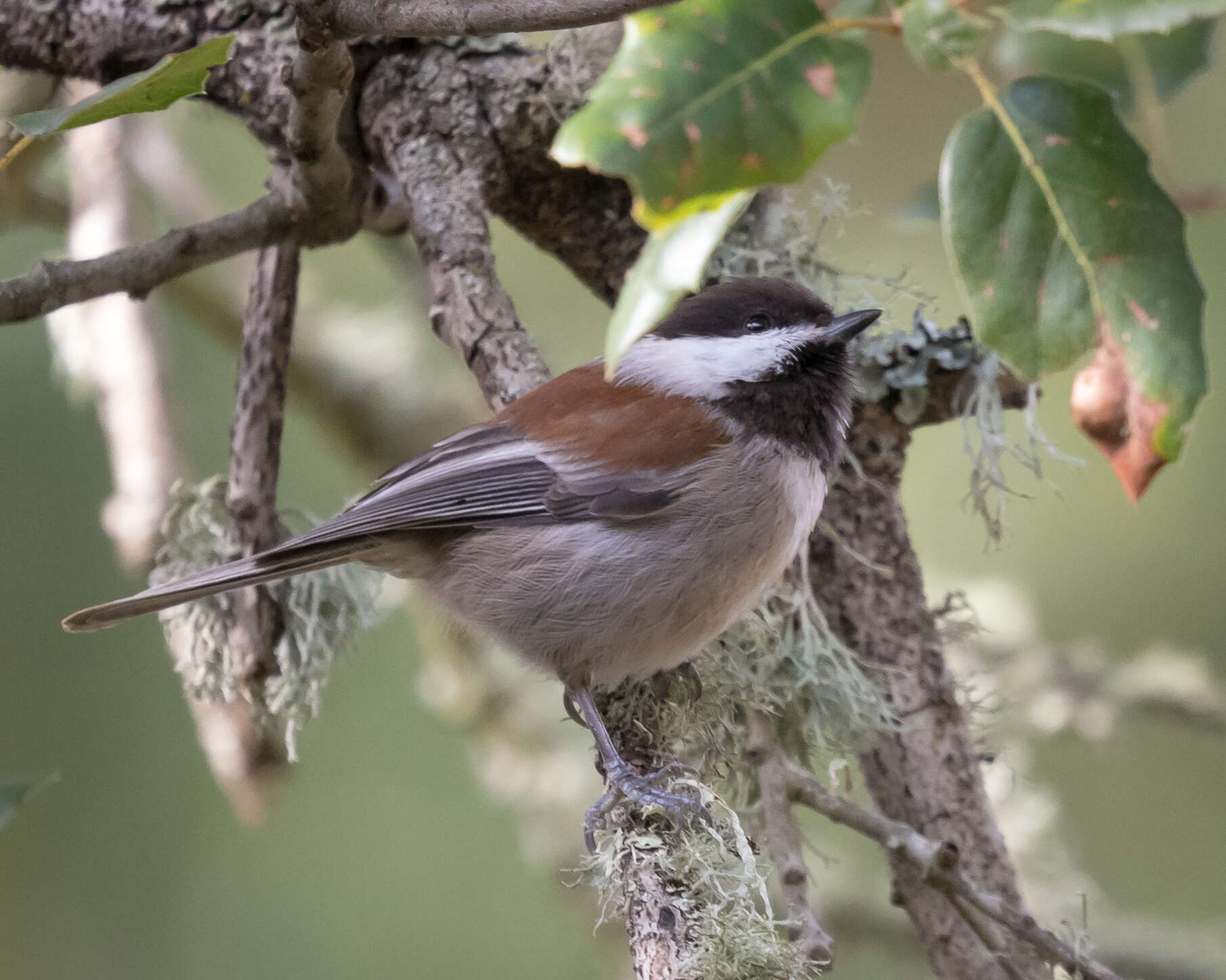 Image of Chestnut-backed Chickadee