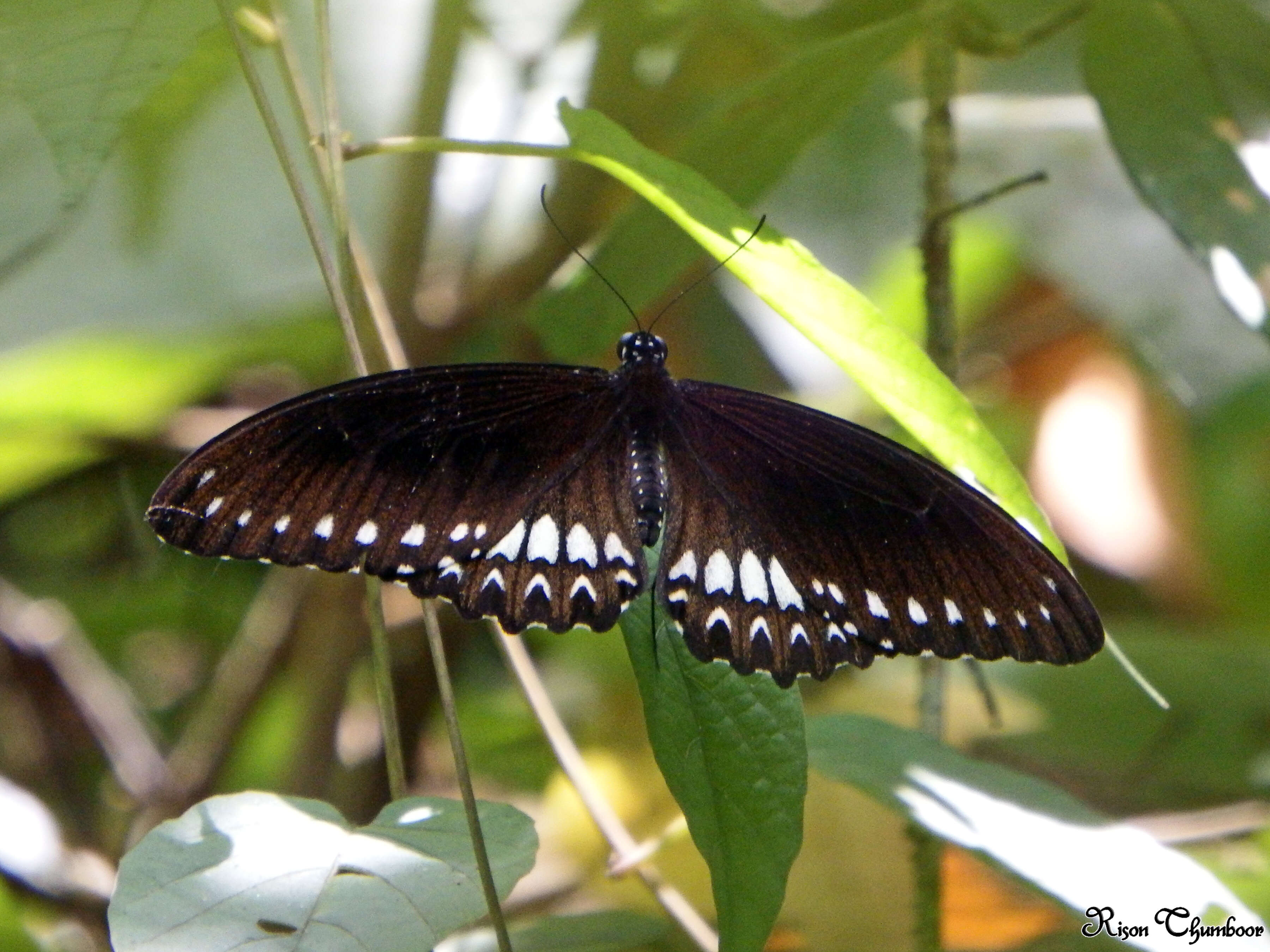 Image of Malabar Raven